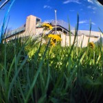 Blumenwiese